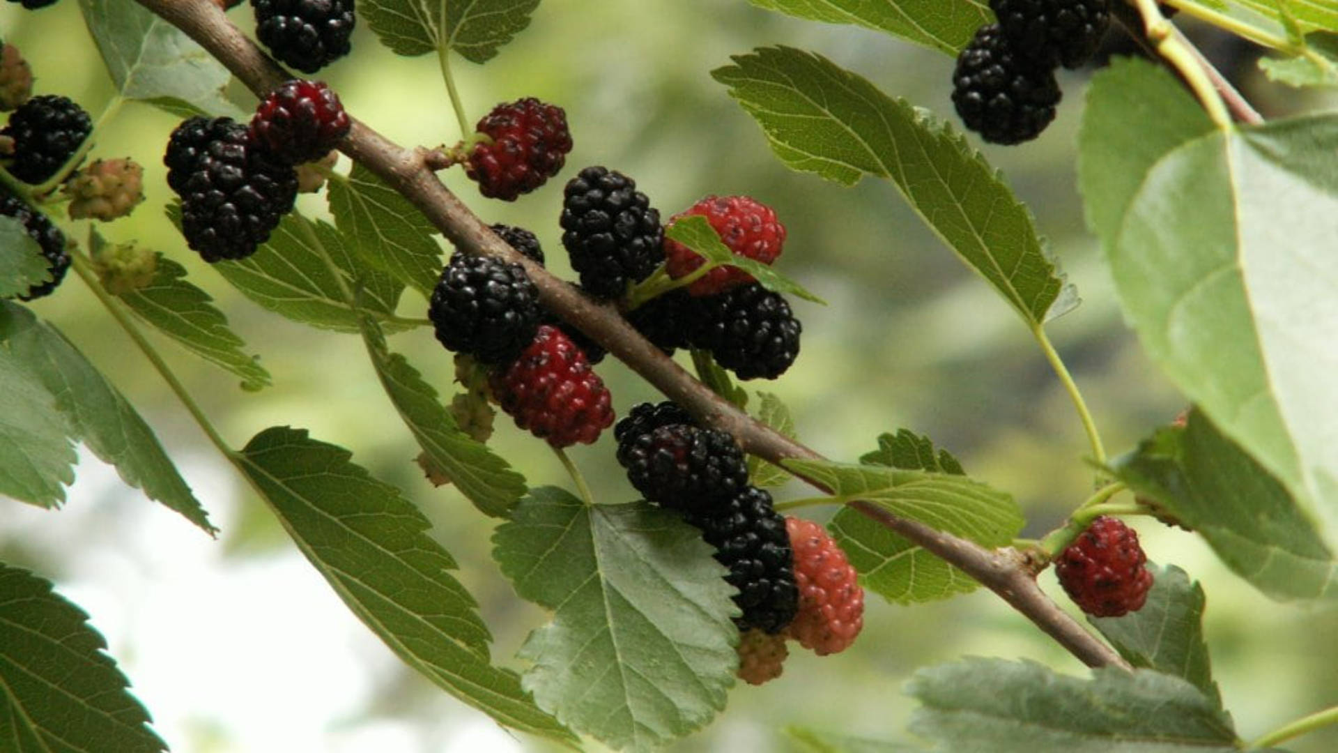 Red And Black Mulberry Fruits Wallpaper