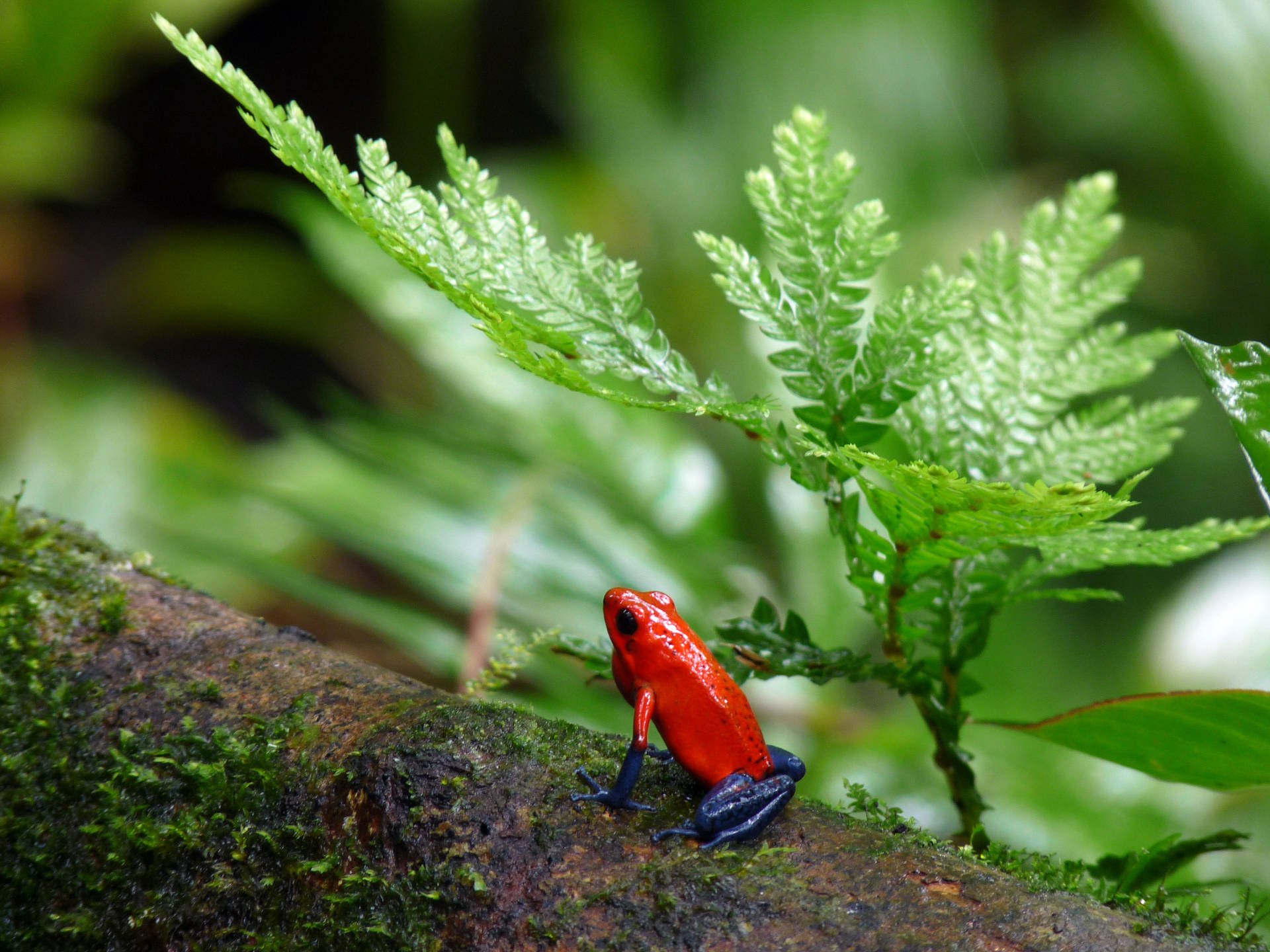 Red And Blue Frog Wallpaper