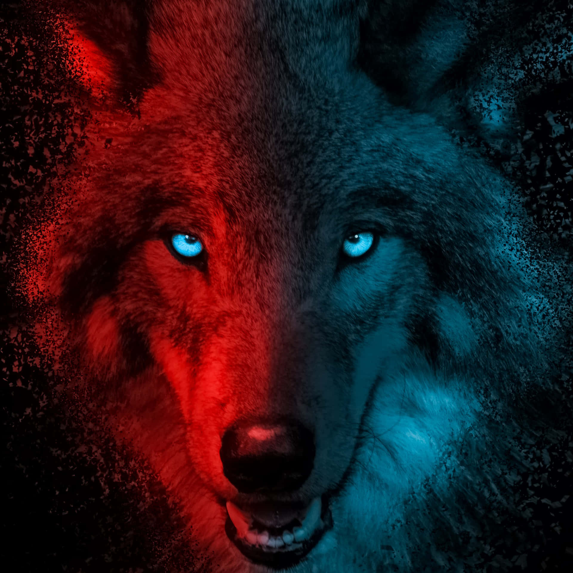 A majestic Red and Blue Wolf stares into the unknown. Wallpaper