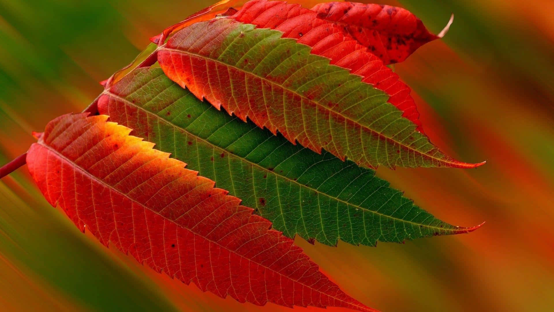 Landscape Red And Green Leaves Background Idea