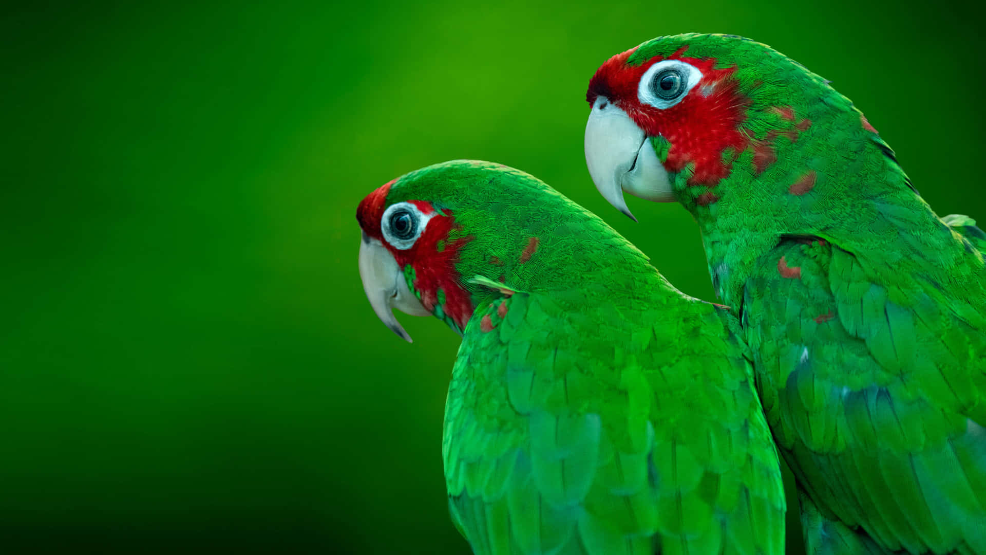 Hintergrundmit Zwei Roten Und Grünen Papageien In Einer Landschaft