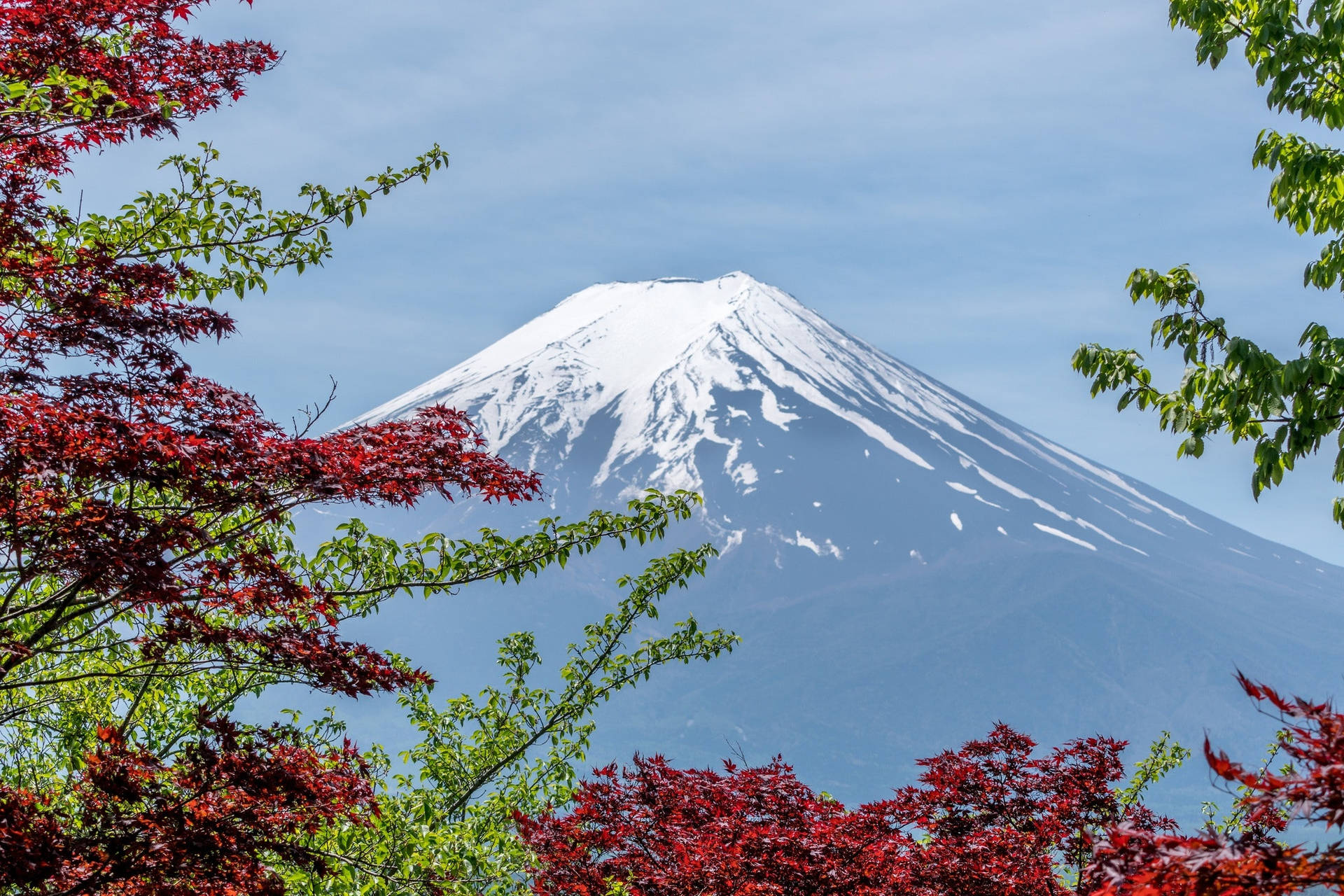 Red And Green Trees Mount Fuji Wallpaper