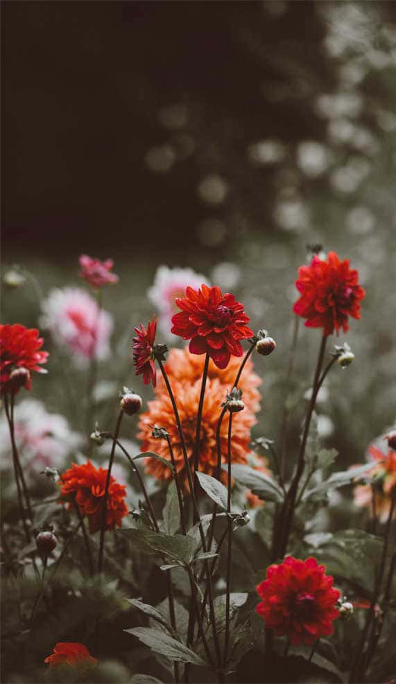 Red And Orange Flowers Wallpaper