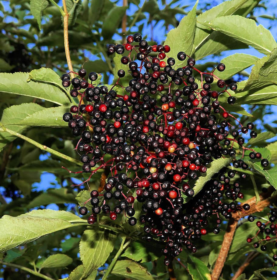 Red And Purple Elderberry Fruits Wallpaper