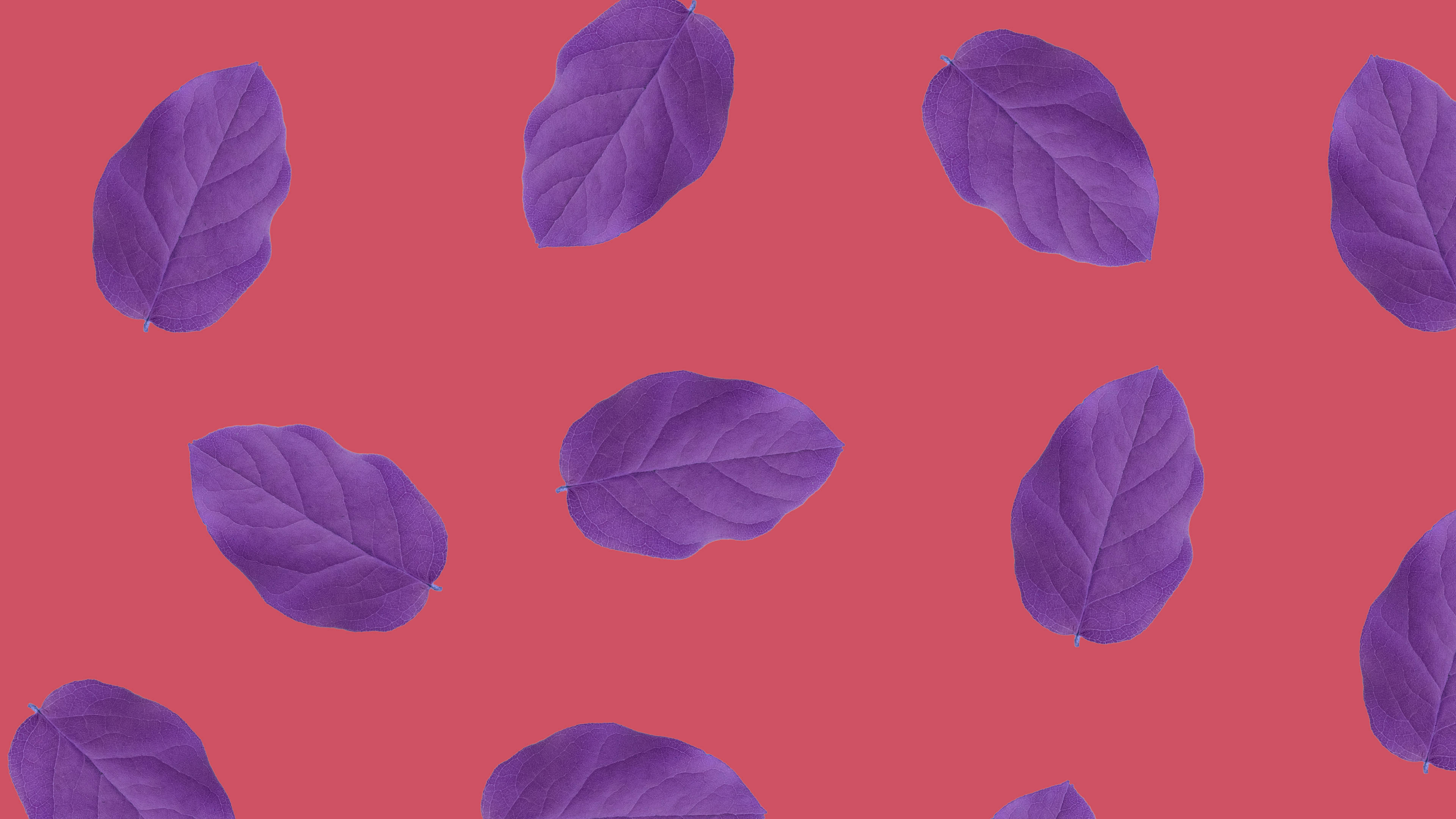 Red And Purple Minimalist Plant Wallpaper
