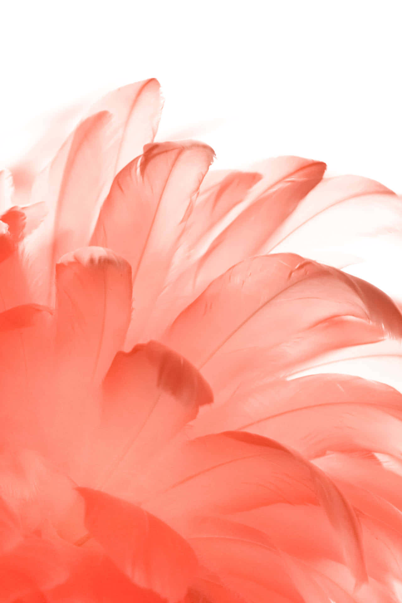A Pink Feather On A White Background Wallpaper