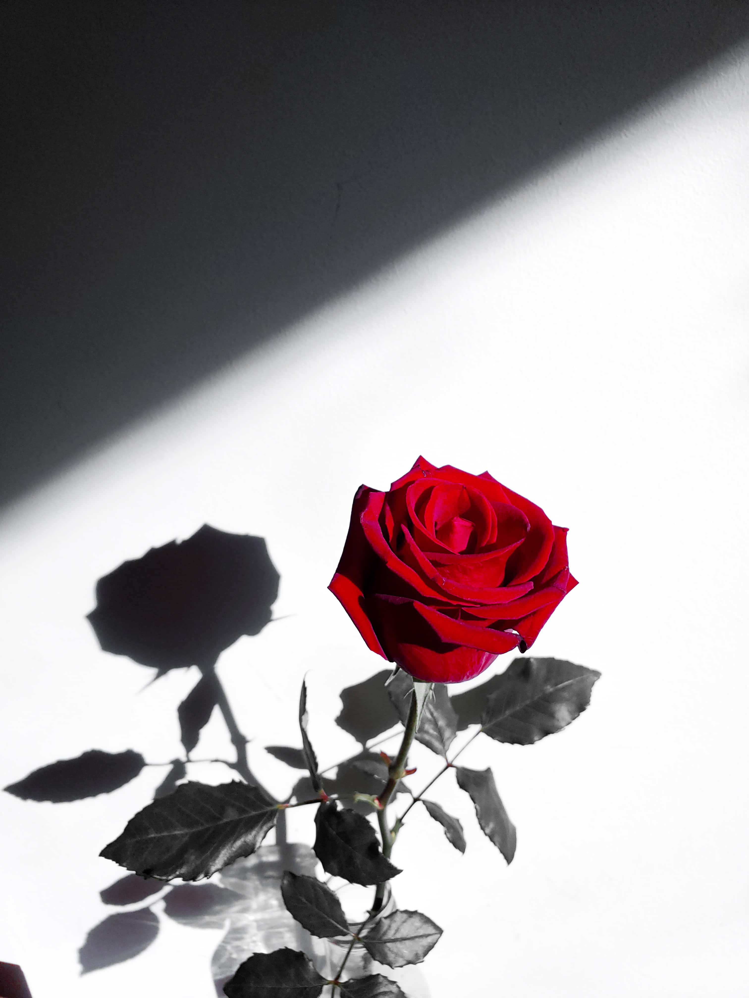 Einerote Rose In Einer Vase Wallpaper