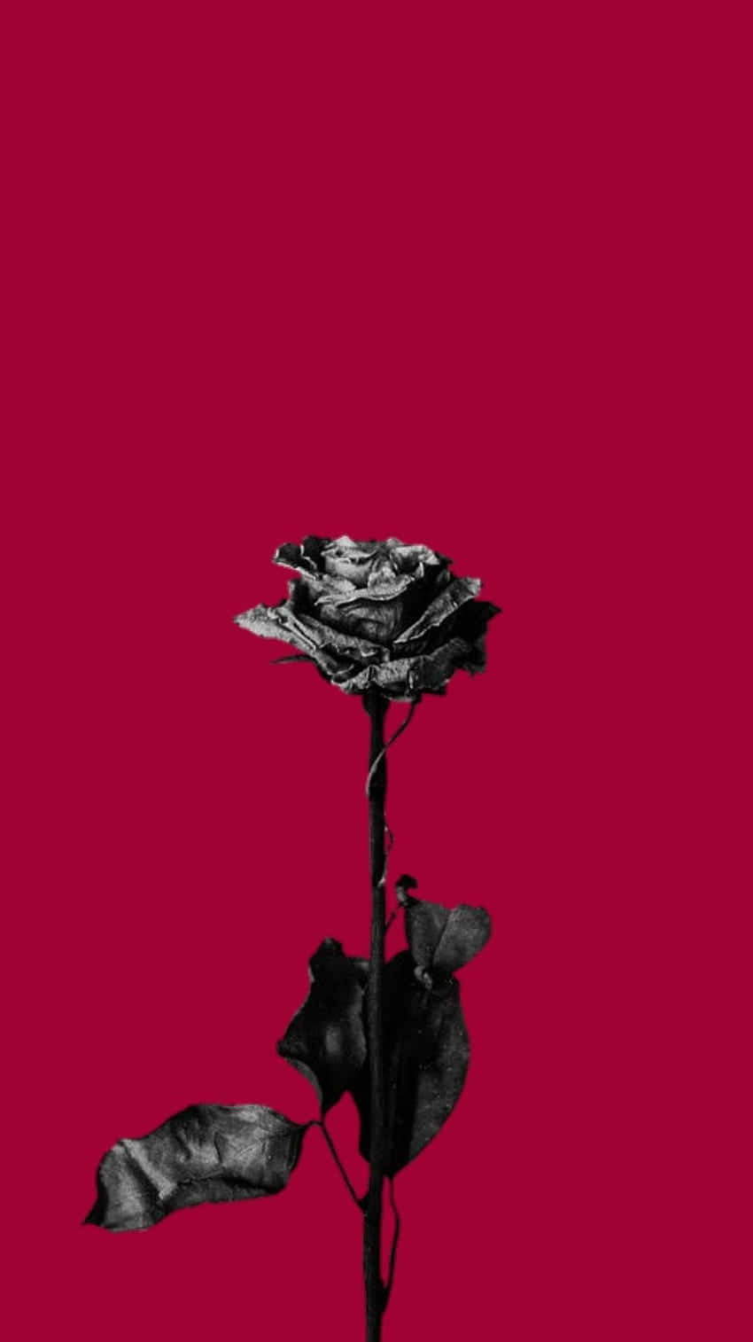 A Black Rose On A Red Background Wallpaper