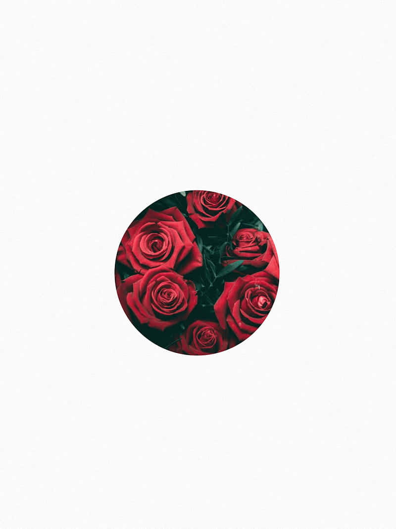 Einroter Rosen-button Wallpaper