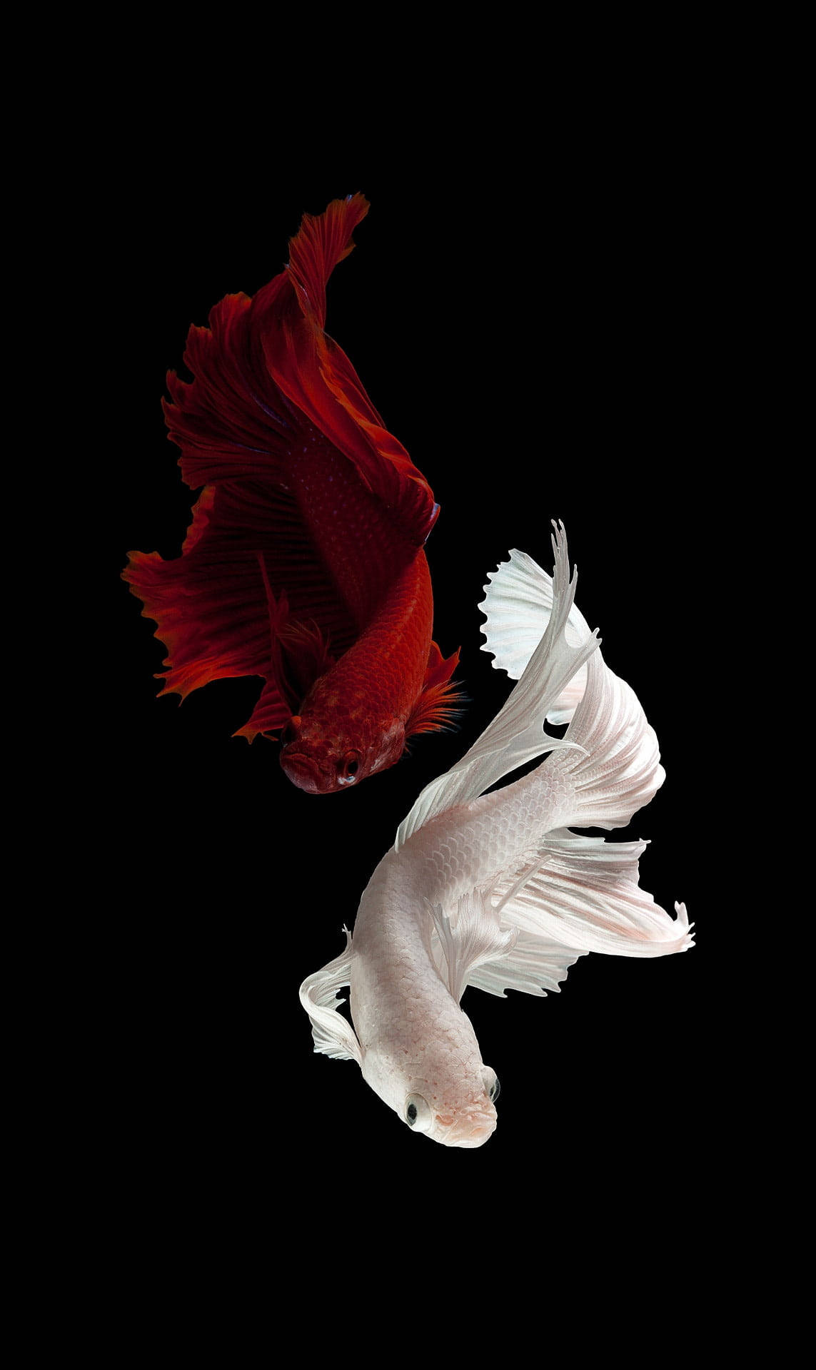 Red And White Beautiful Fish
