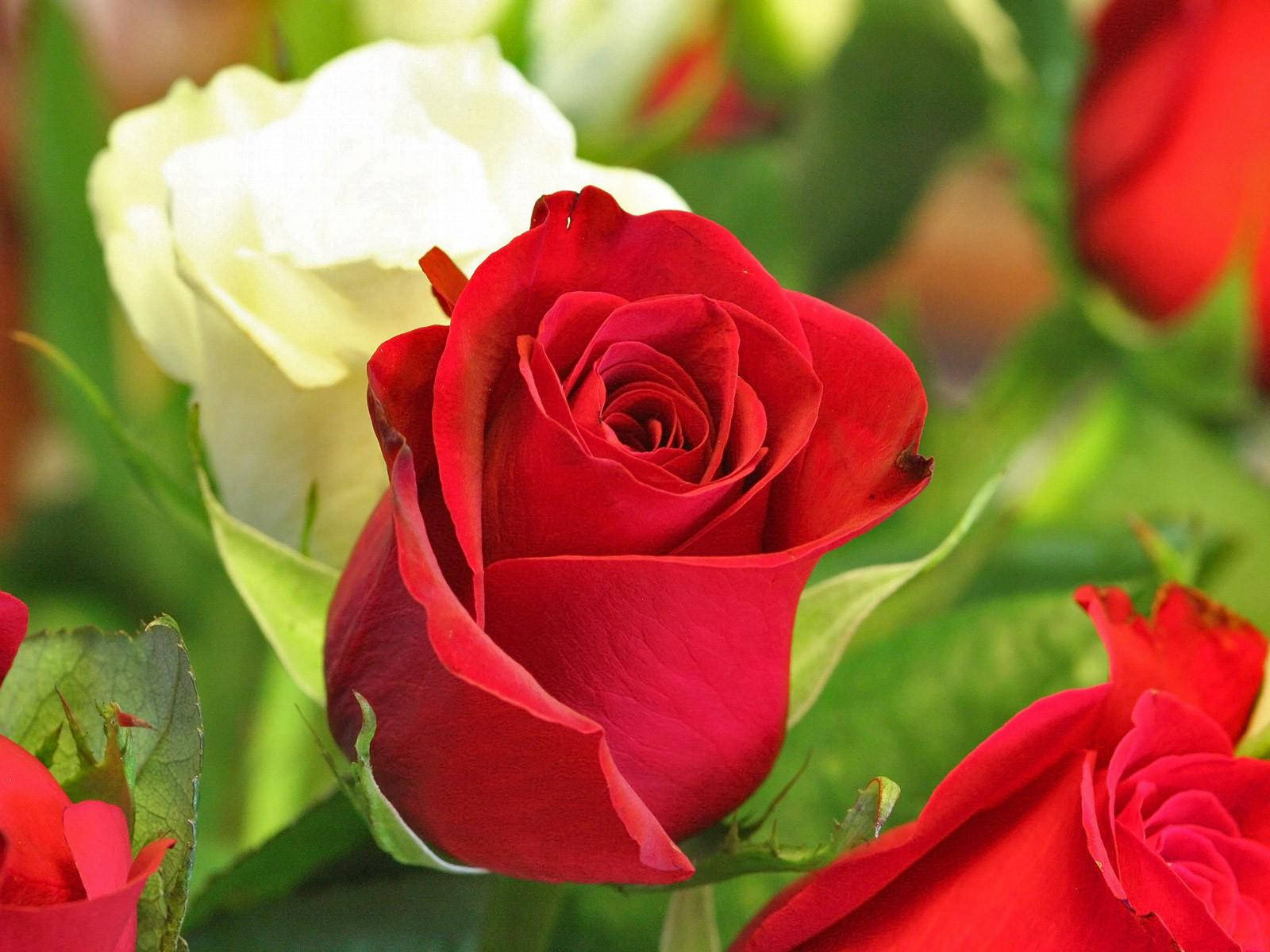 Red And White Beautiful Rose Flowers Wallpaper