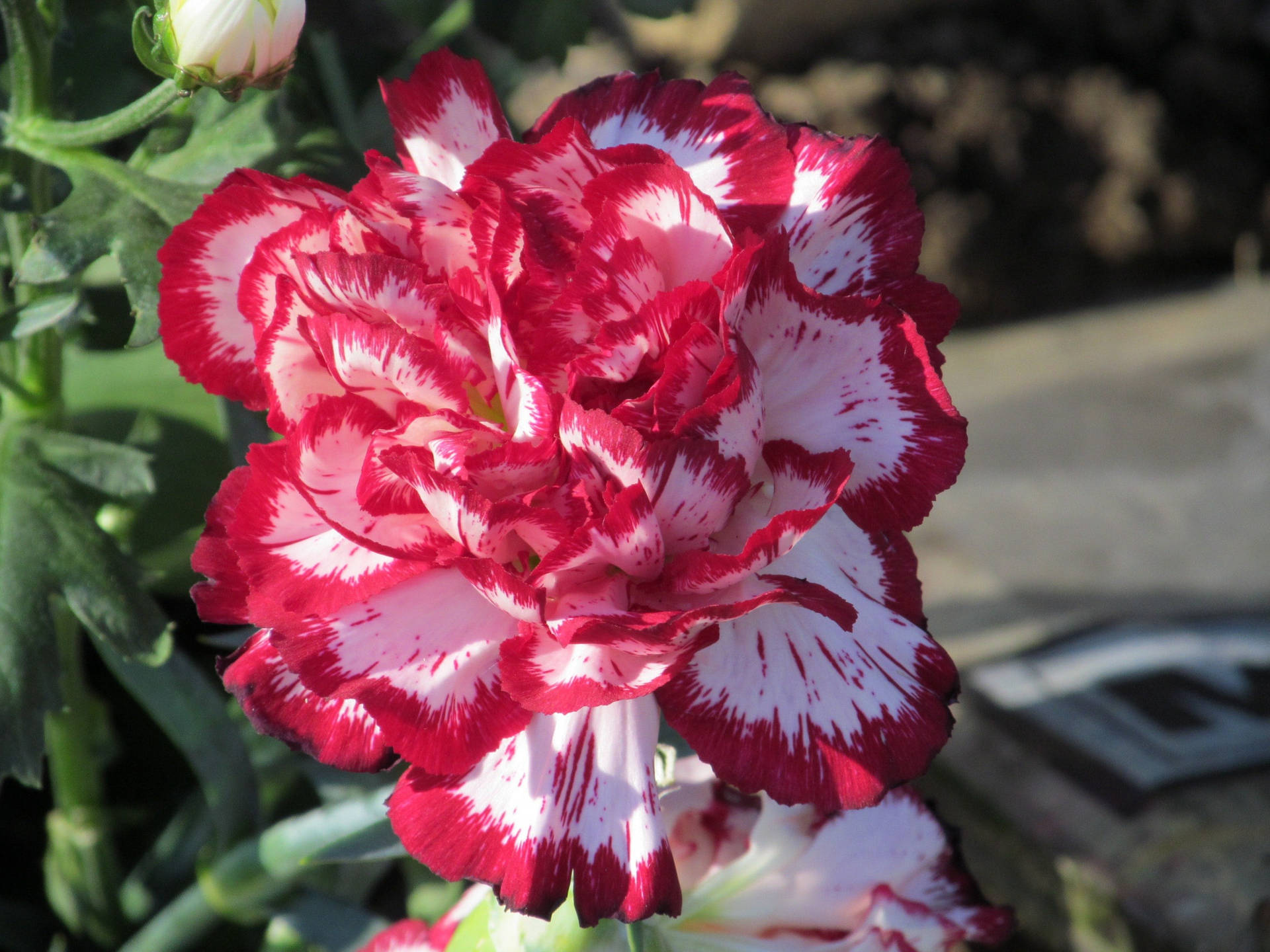 Striking Red and White Carnation Flower Wallpaper