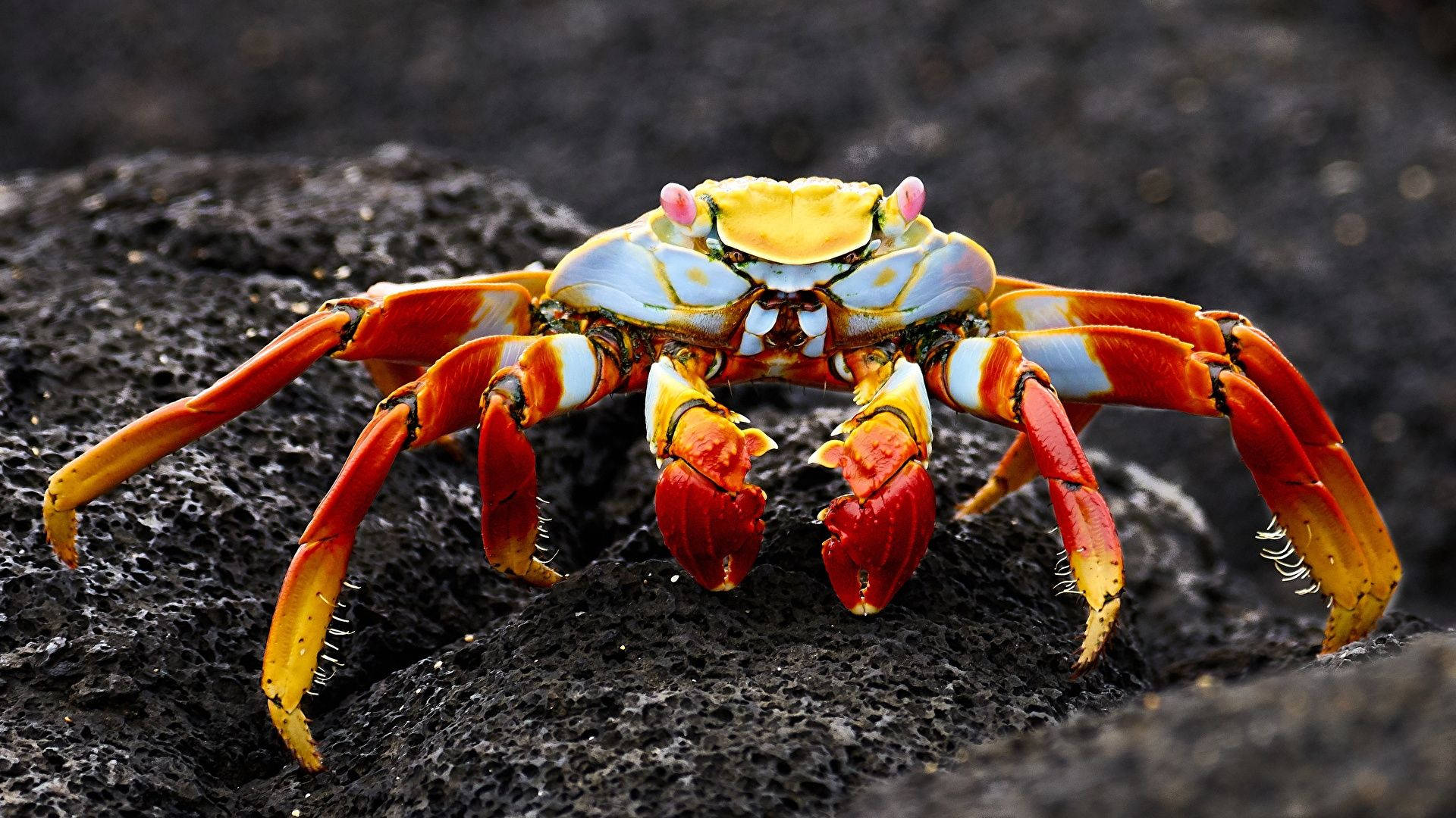 Red And White Crab Wallpaper
