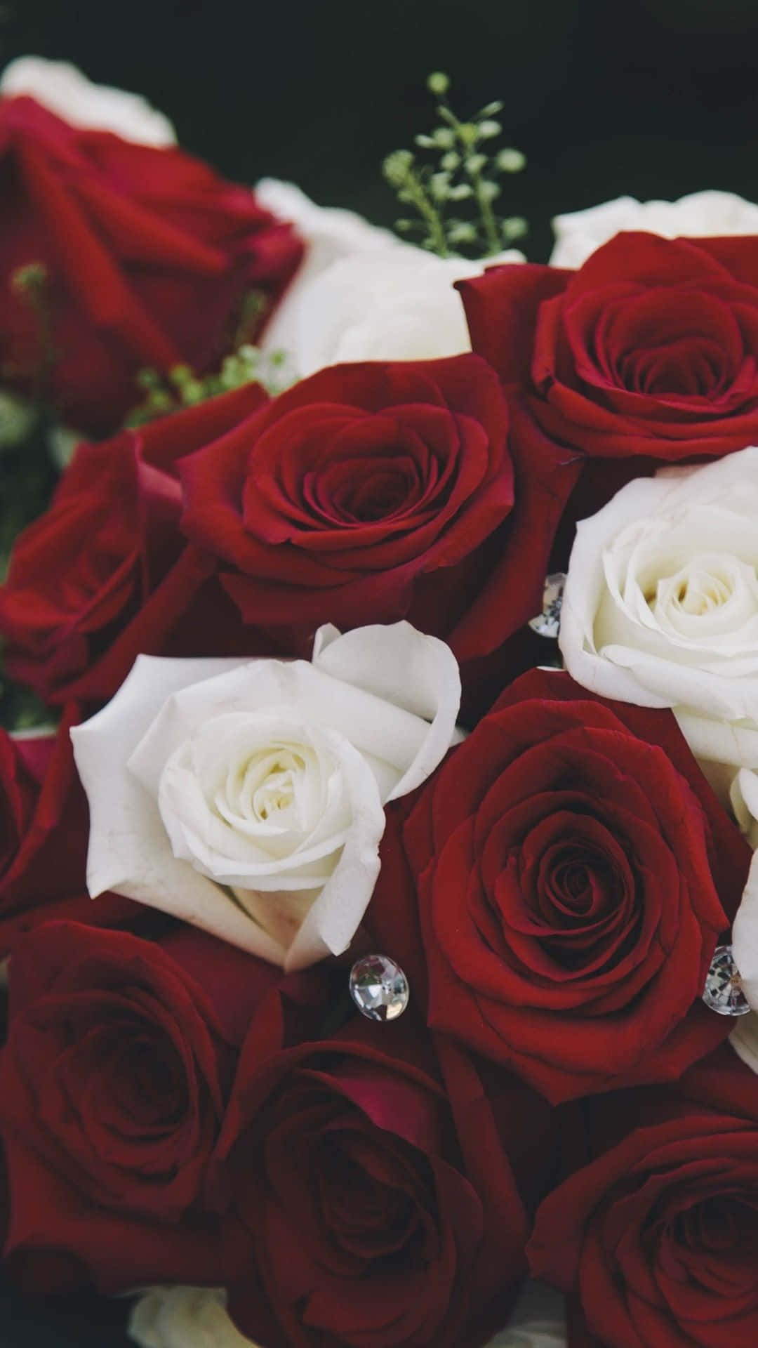Bouquet Of Red And White Roses Wallpaper