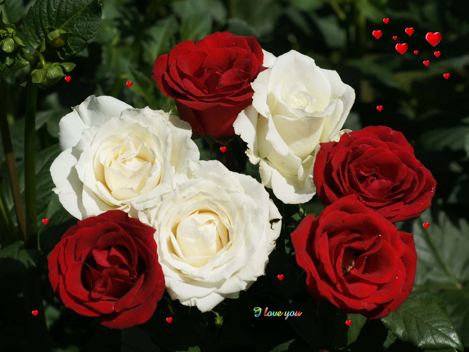 Jeg elsker dig og røde og hvide roser. Wallpaper