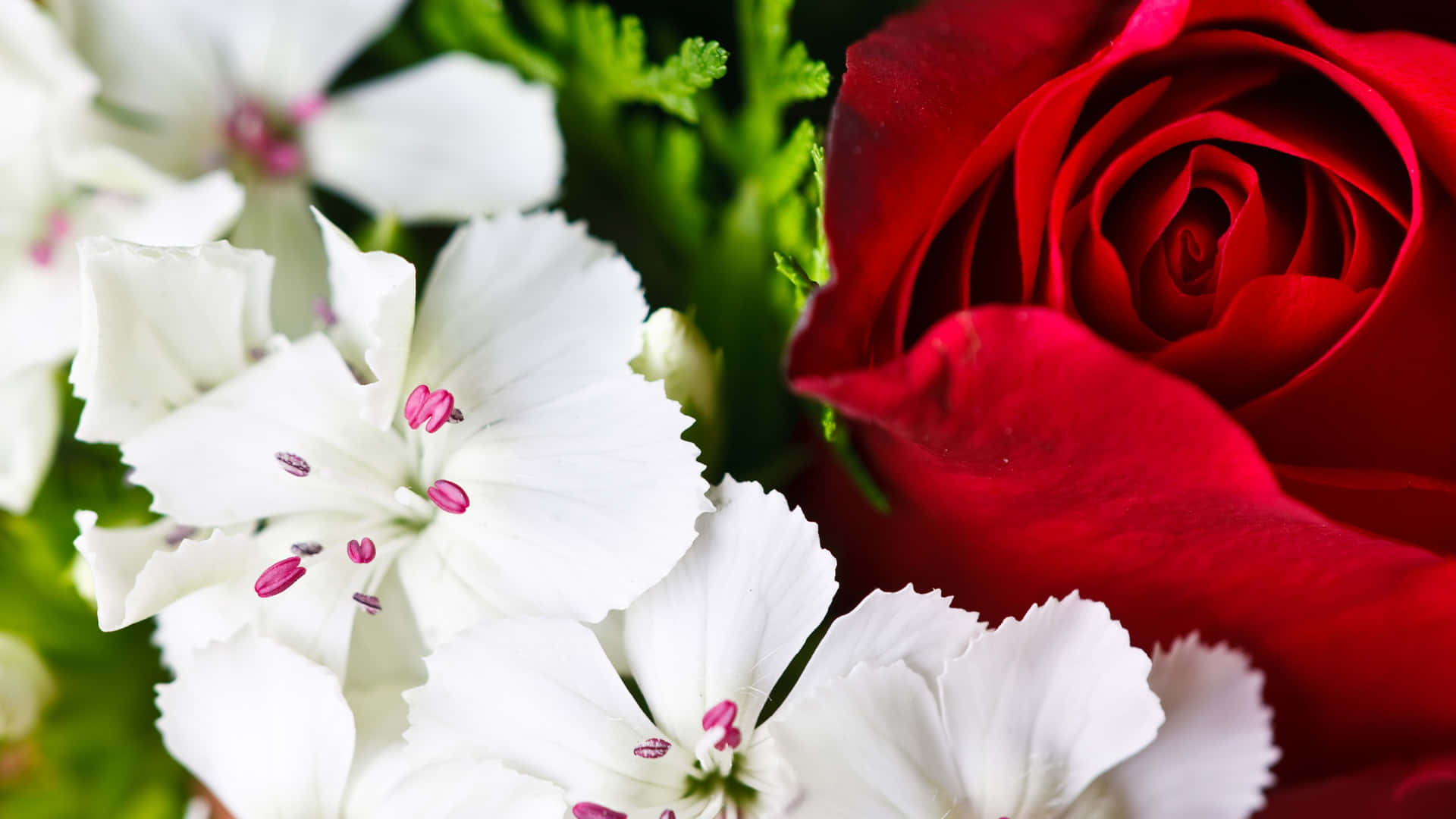 A Bouquet Of Red And White Roses Wallpaper