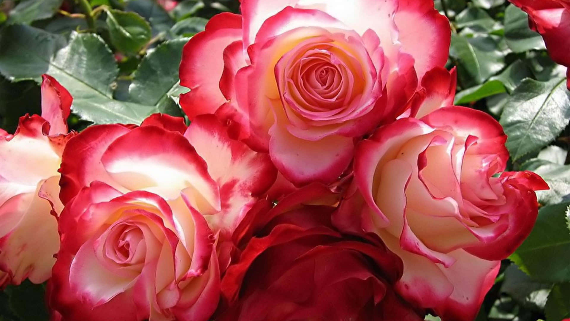 Skønheden af ​​røde og hvide roser Wallpaper