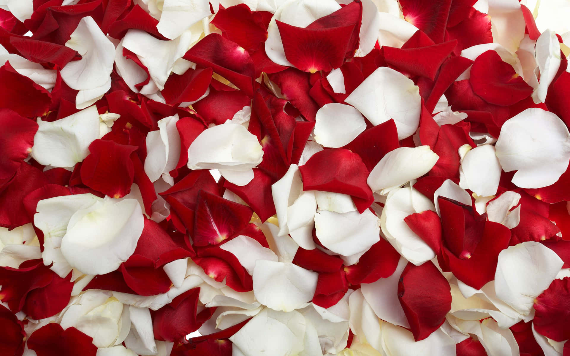 Blütenblättervon Roten Und Weißen Rosen Wallpaper