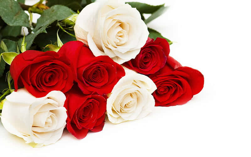 Rosas Vermelhas E Brancas 800 X 500 Papel de Parede