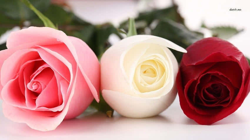 Pink, Red, And White Roses Wallpaper