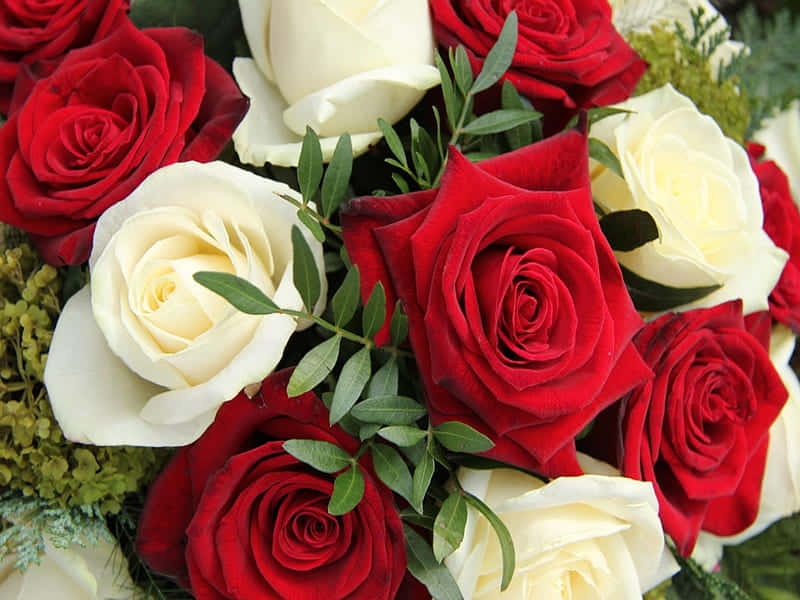 Friske blad med røde og hvide roser Wallpaper