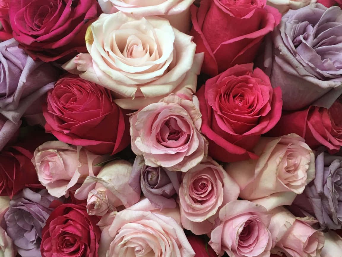 En smuk buket af røde og hvide roser. Wallpaper
