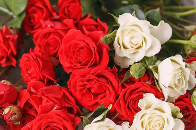 Red And White Roses With Green Leaves Wallpaper
