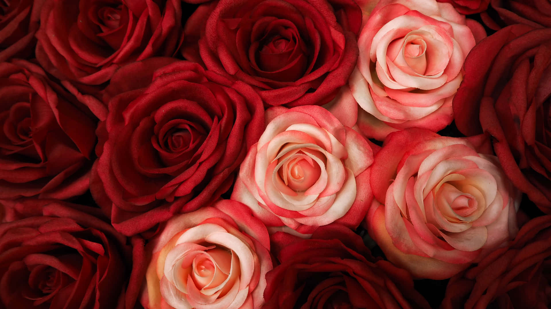 Røde og hvide roser - et klassisk symbol på udødelig kærlighed. Wallpaper