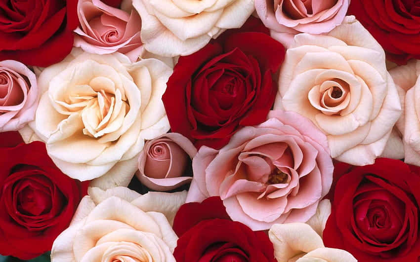 An Exquisite Bouquet Of Red And White Roses. Wallpaper