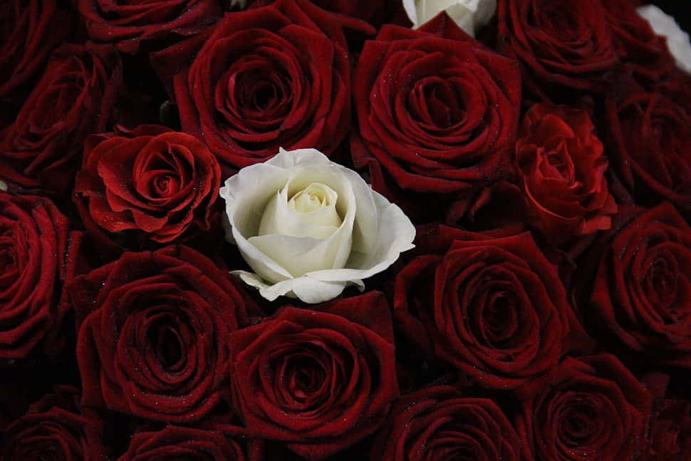 Bouquet Of Dark Red And White Roses Wallpaper