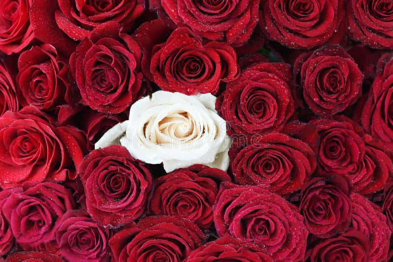 Vibrant Red And White Roses Flat Lay Wallpaper