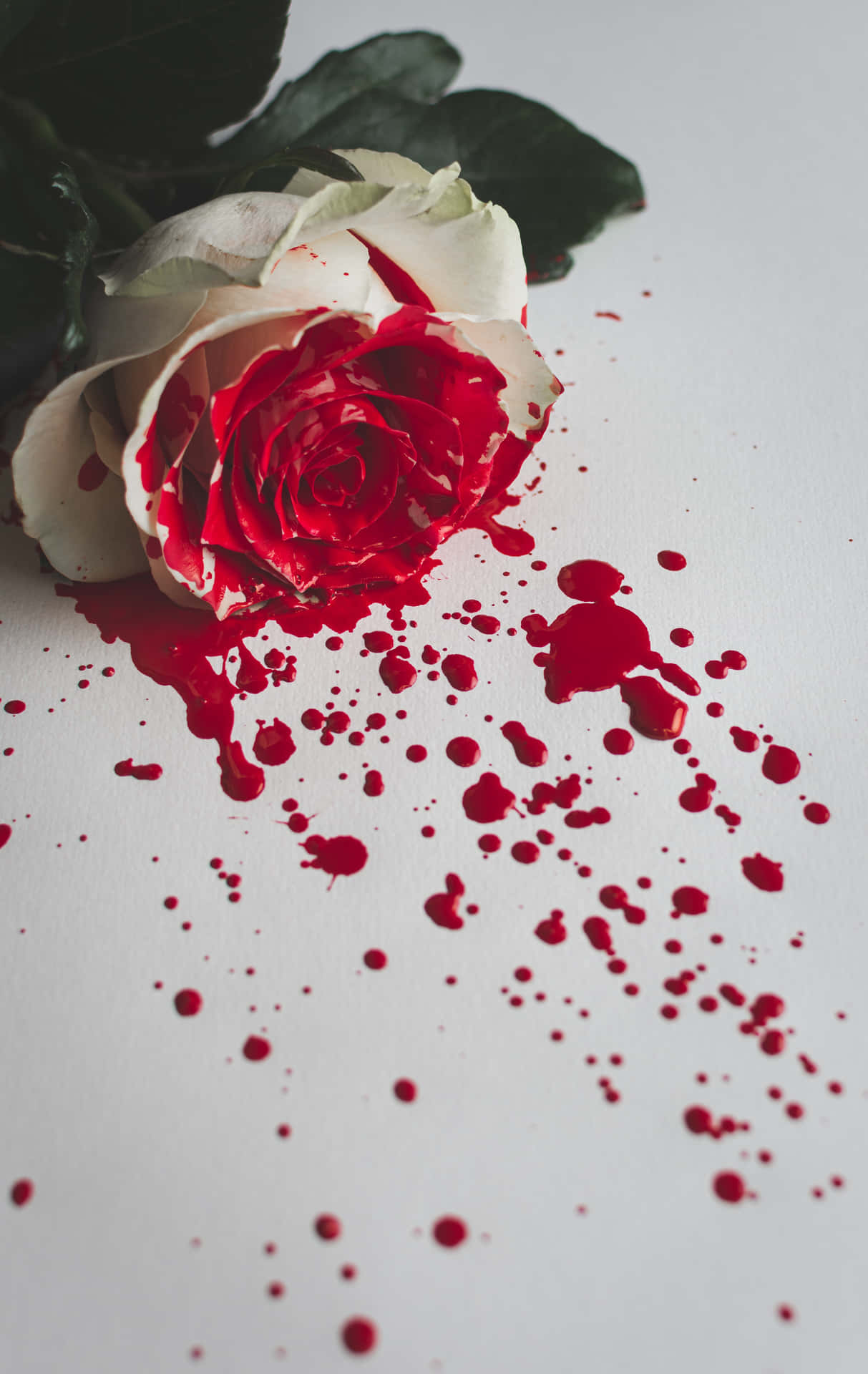 Røde og hvide roser med blodsplash tapet. Wallpaper