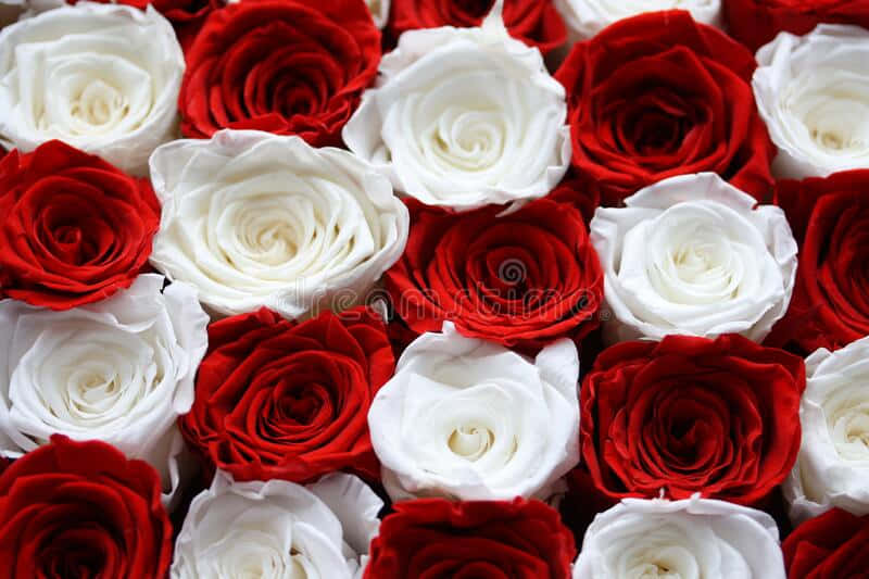 Roteund Weiße Rosen Im Wechselmuster Wallpaper