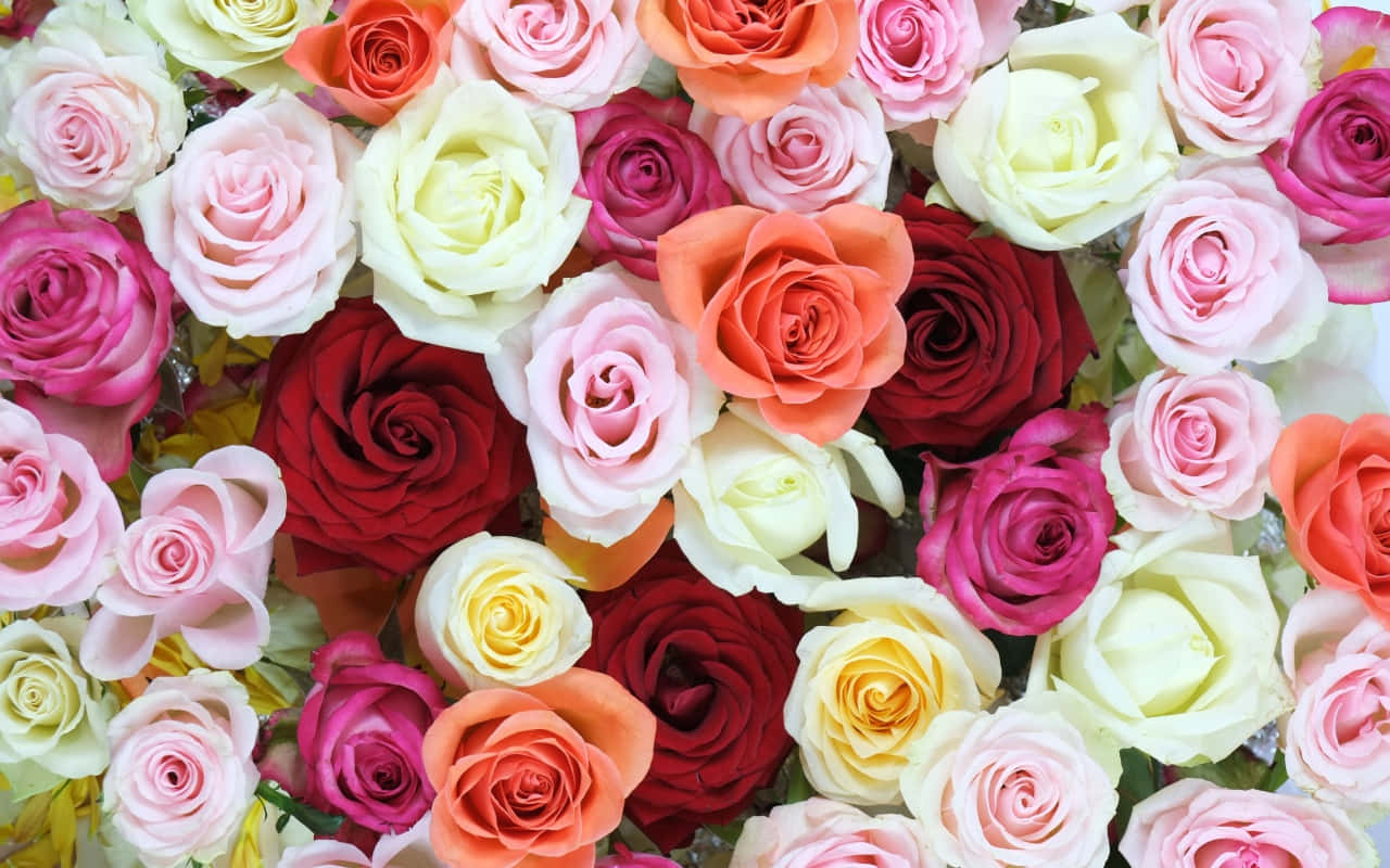 A Bunch Of Roses In Different Colors Wallpaper