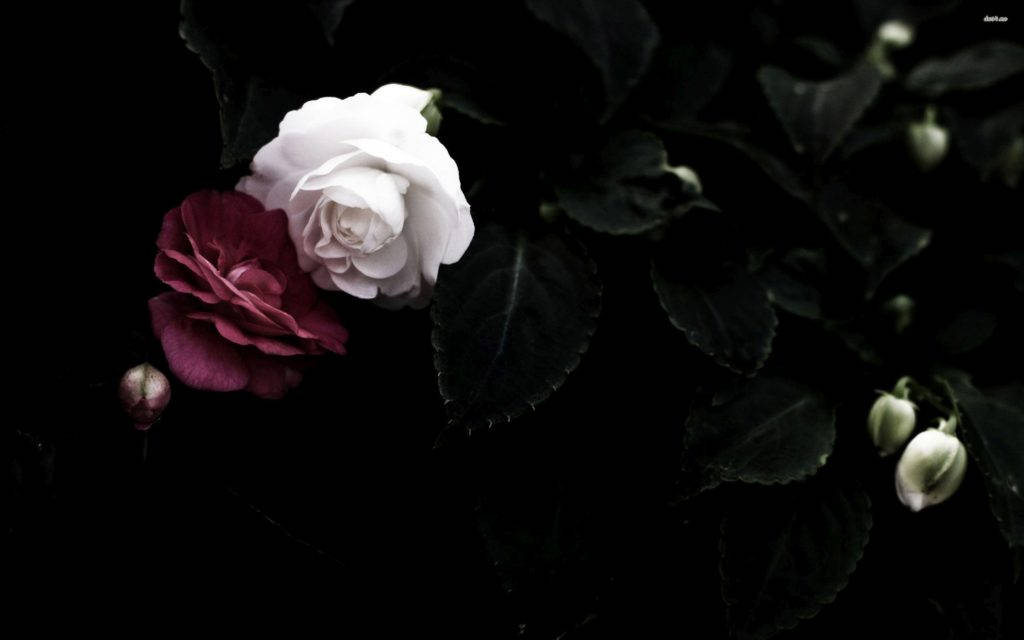 Røde og hvide roser til din skrivebord. Wallpaper