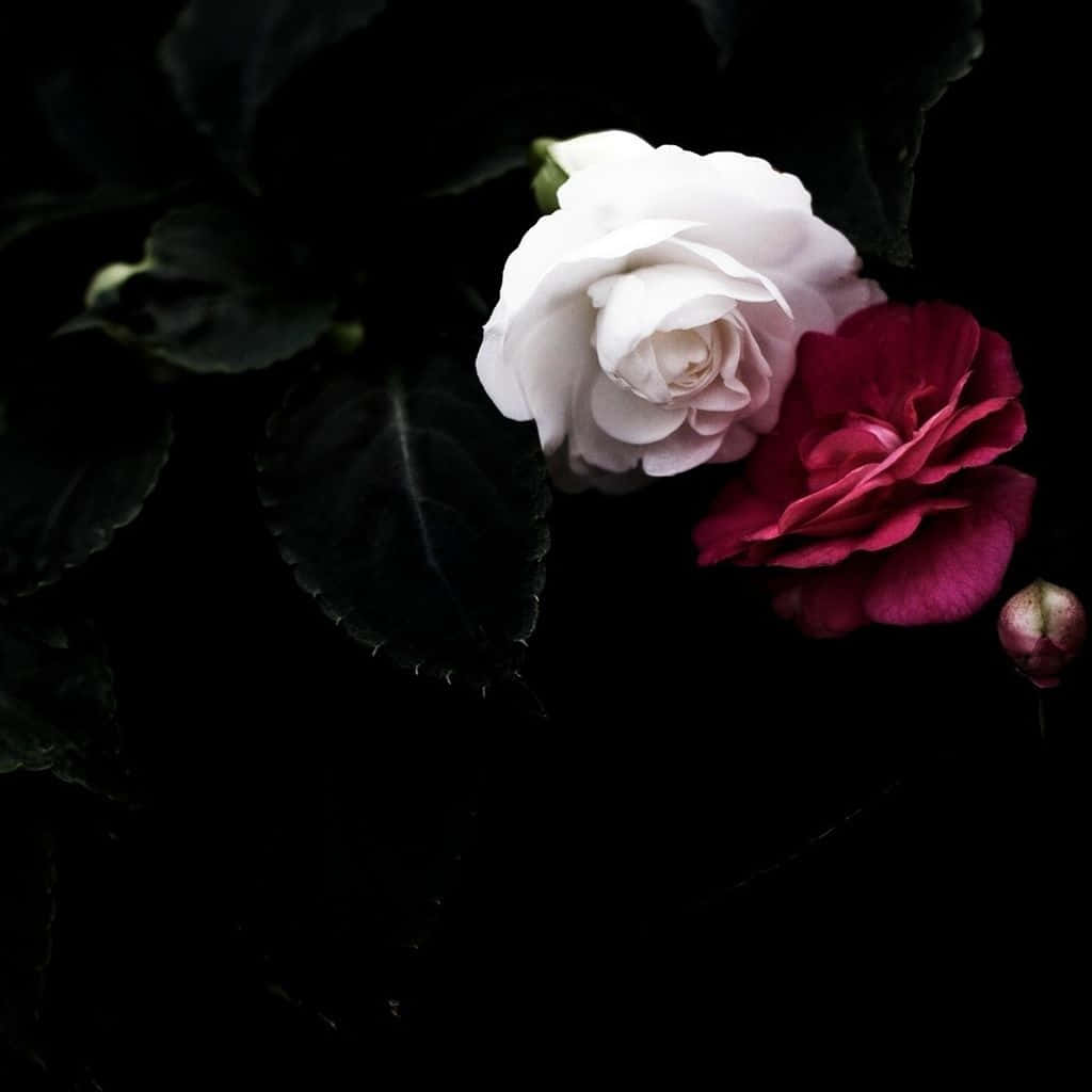 Roteund Weiße Rosen Im Dunkeln Wallpaper