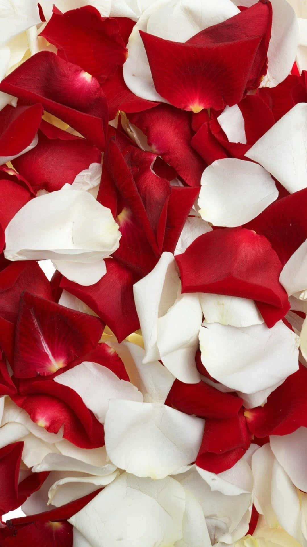 A Beautiful Bouquet Of Red And White Roses Wallpaper