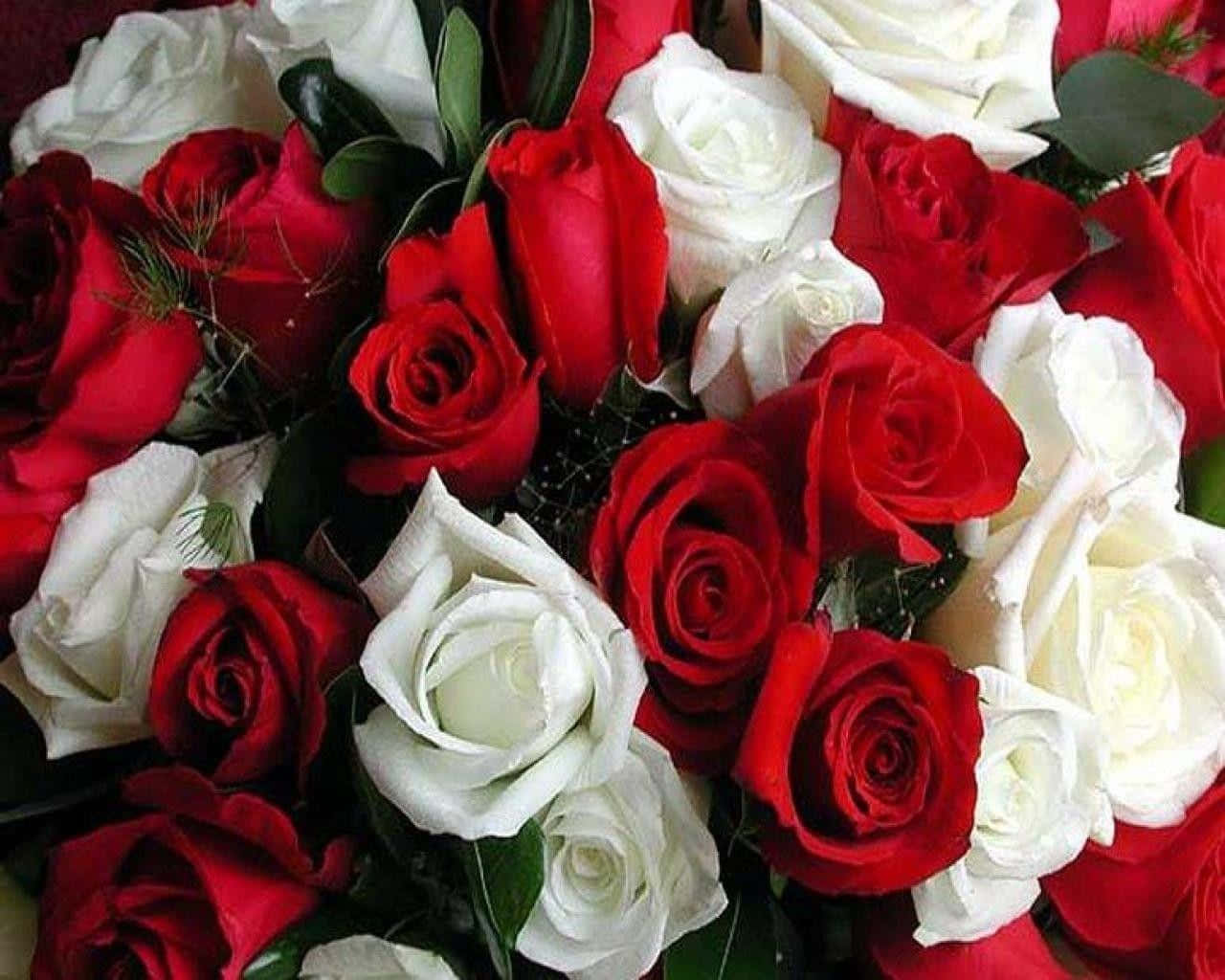 Joyful Red And White Roses Wallpaper