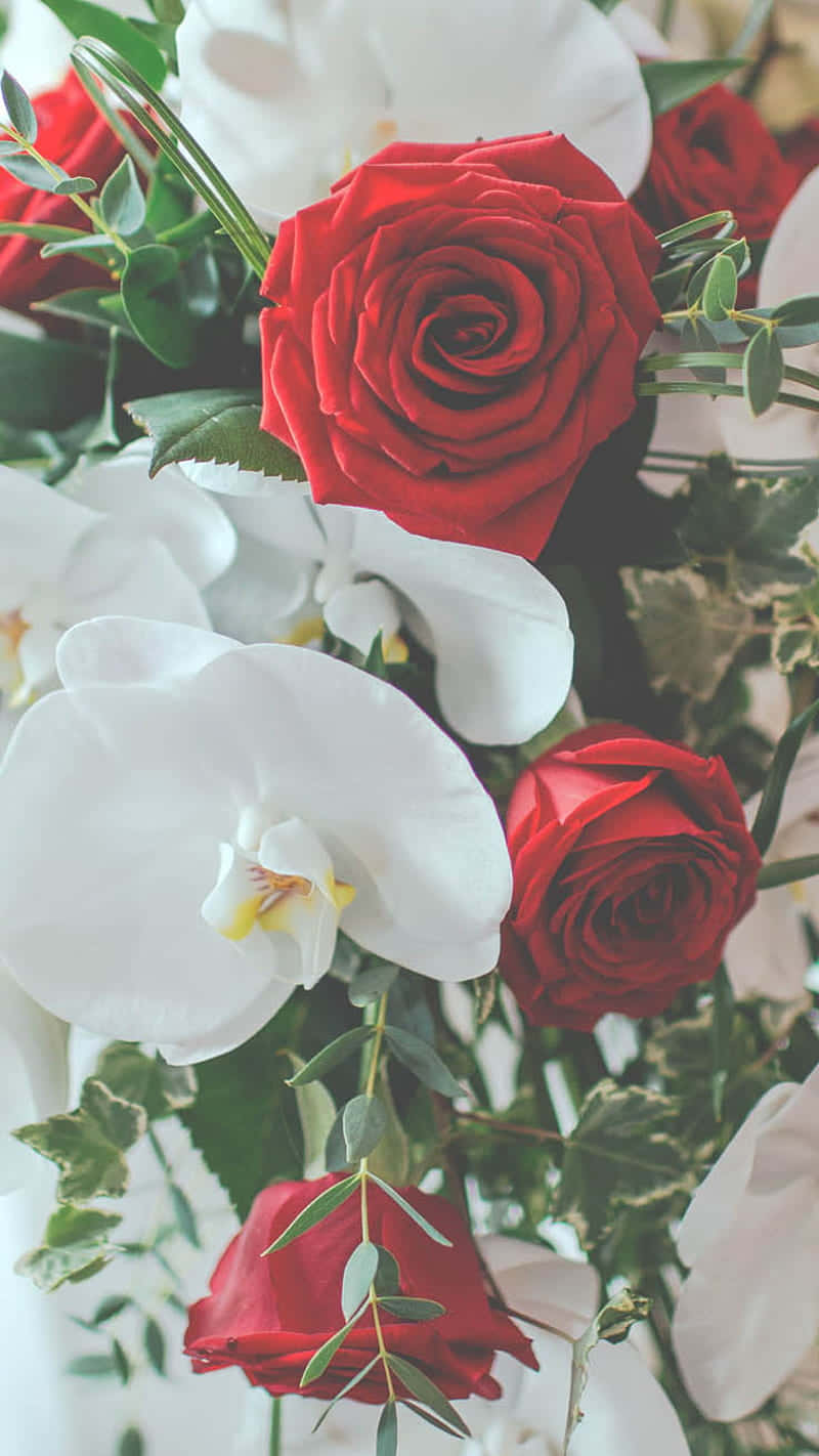 En romantisk buket med et dusin røde og hvide roser. Wallpaper
