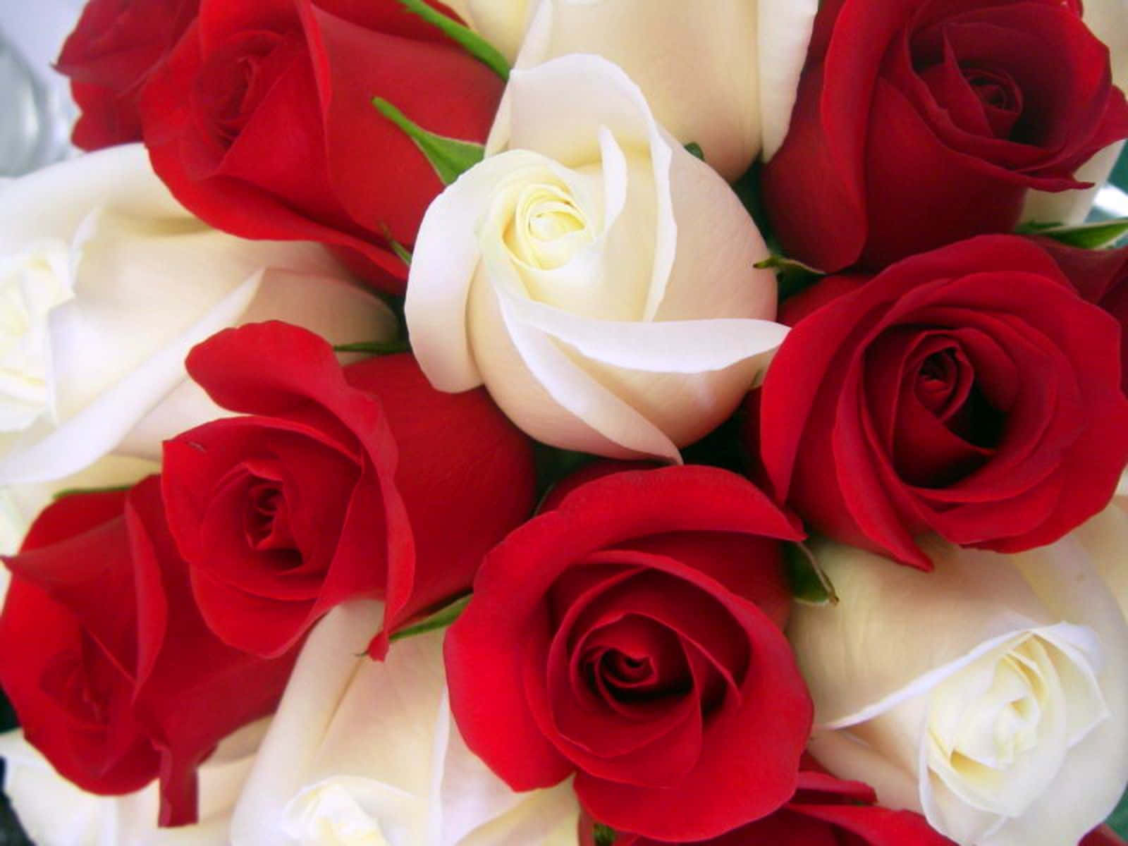 Beautiful Petals Of Red And White Roses Wallpaper