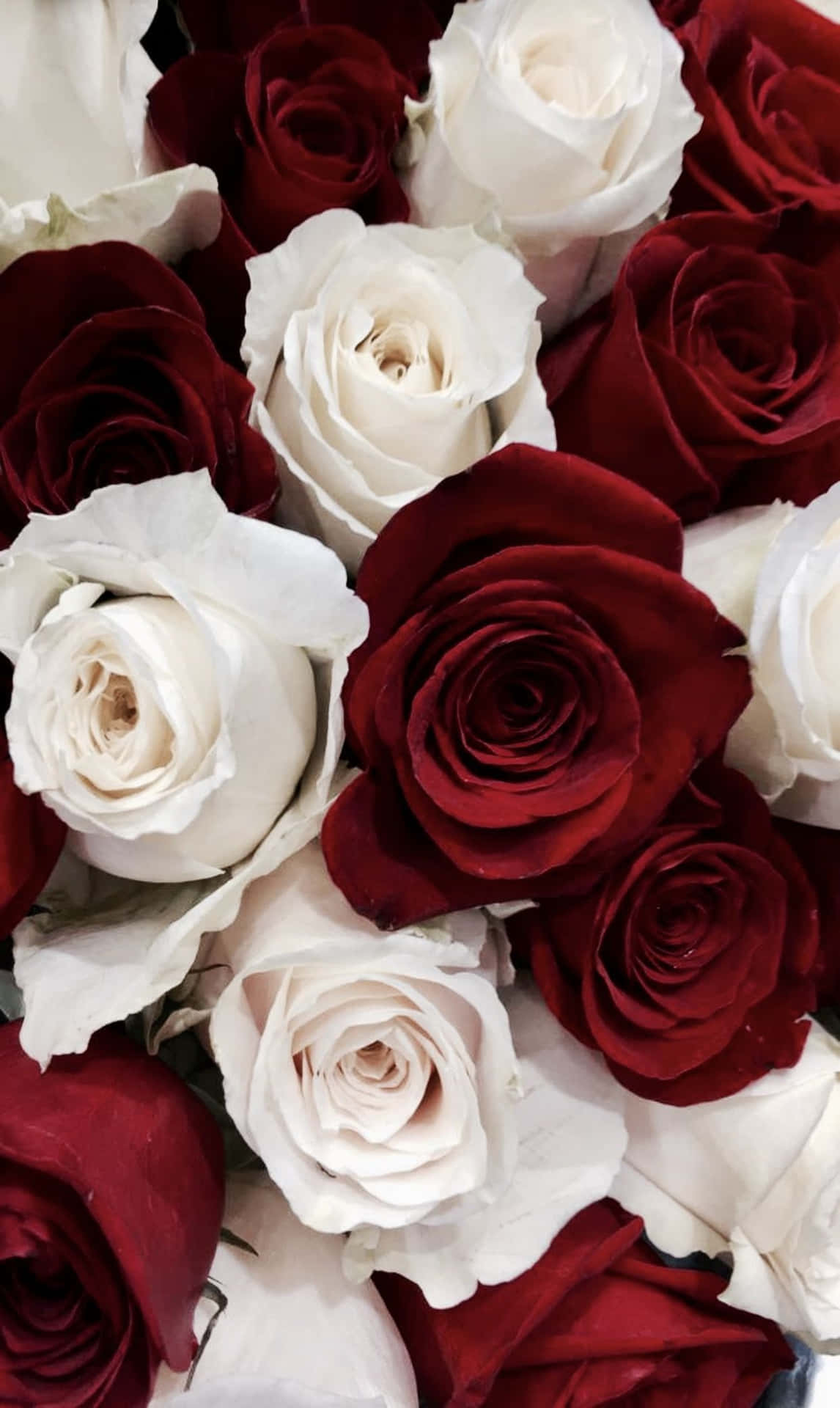 Cluster Of Red And White Roses Wallpaper