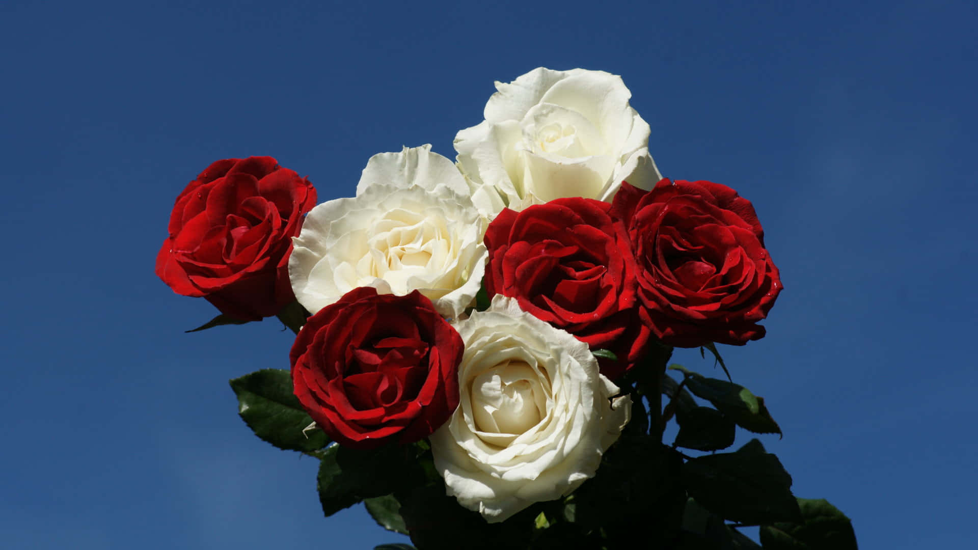 Red And White Roses On Blue Wallpaper