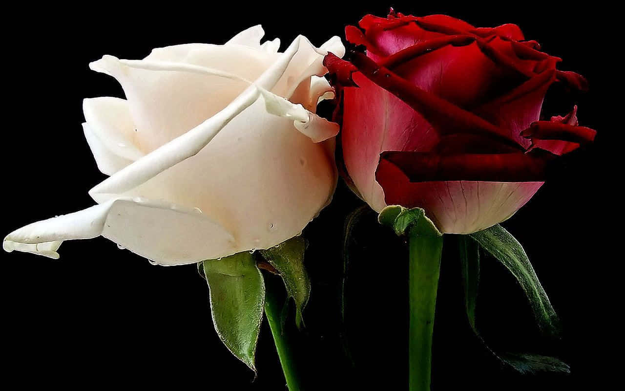 Roteund Weiße Rosen Auf Schwarz Wallpaper