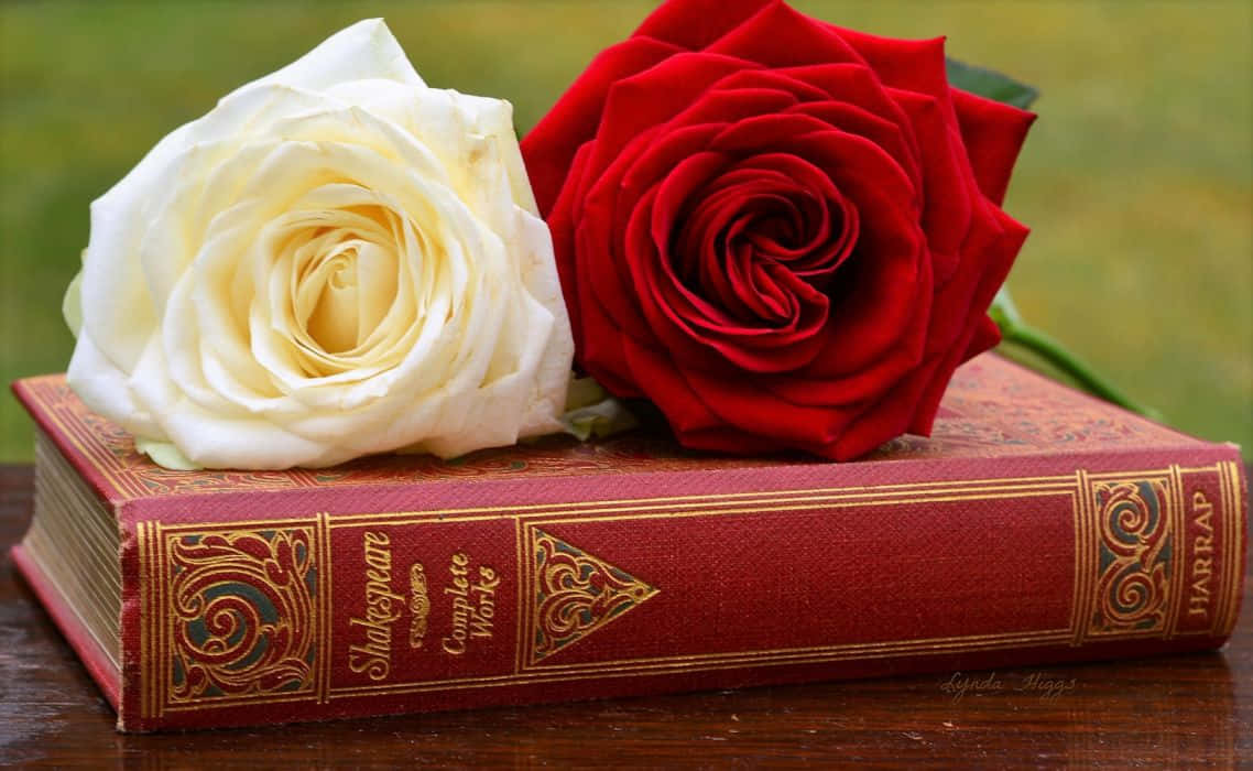 Roteund Weiße Rosen Auf Einem Buch Wallpaper