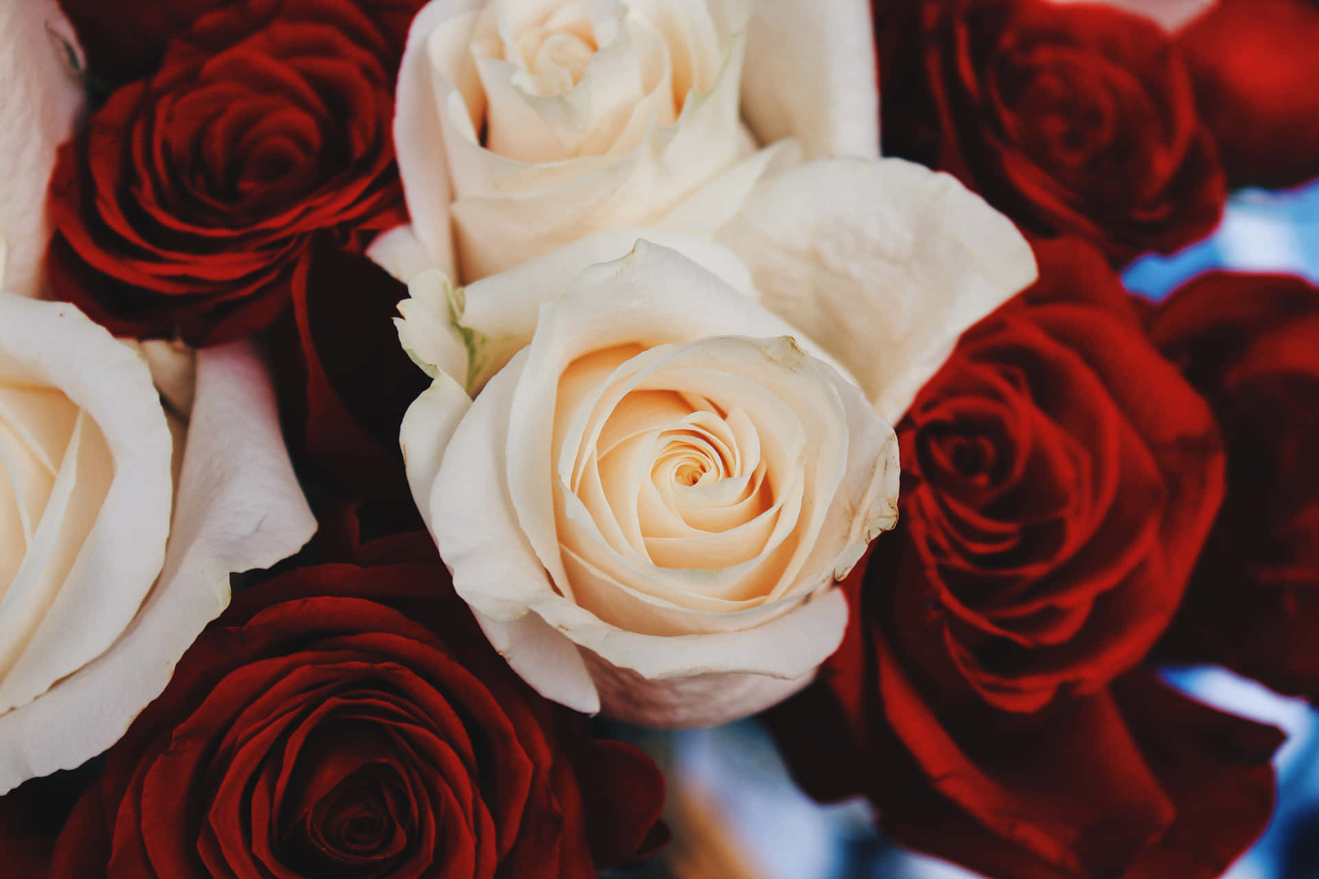 Røde og hvide roser tæt på Wallpaper