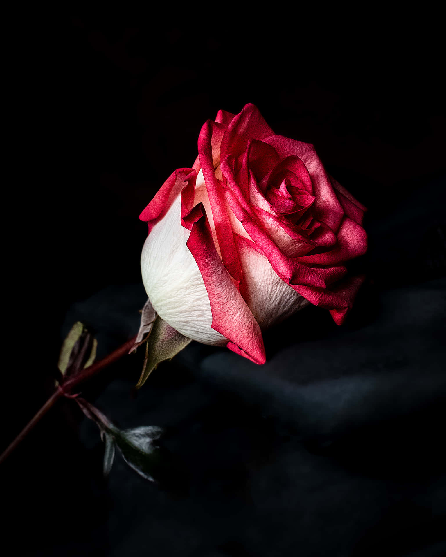Stem Of Red And White Roses In The Dark Wallpaper