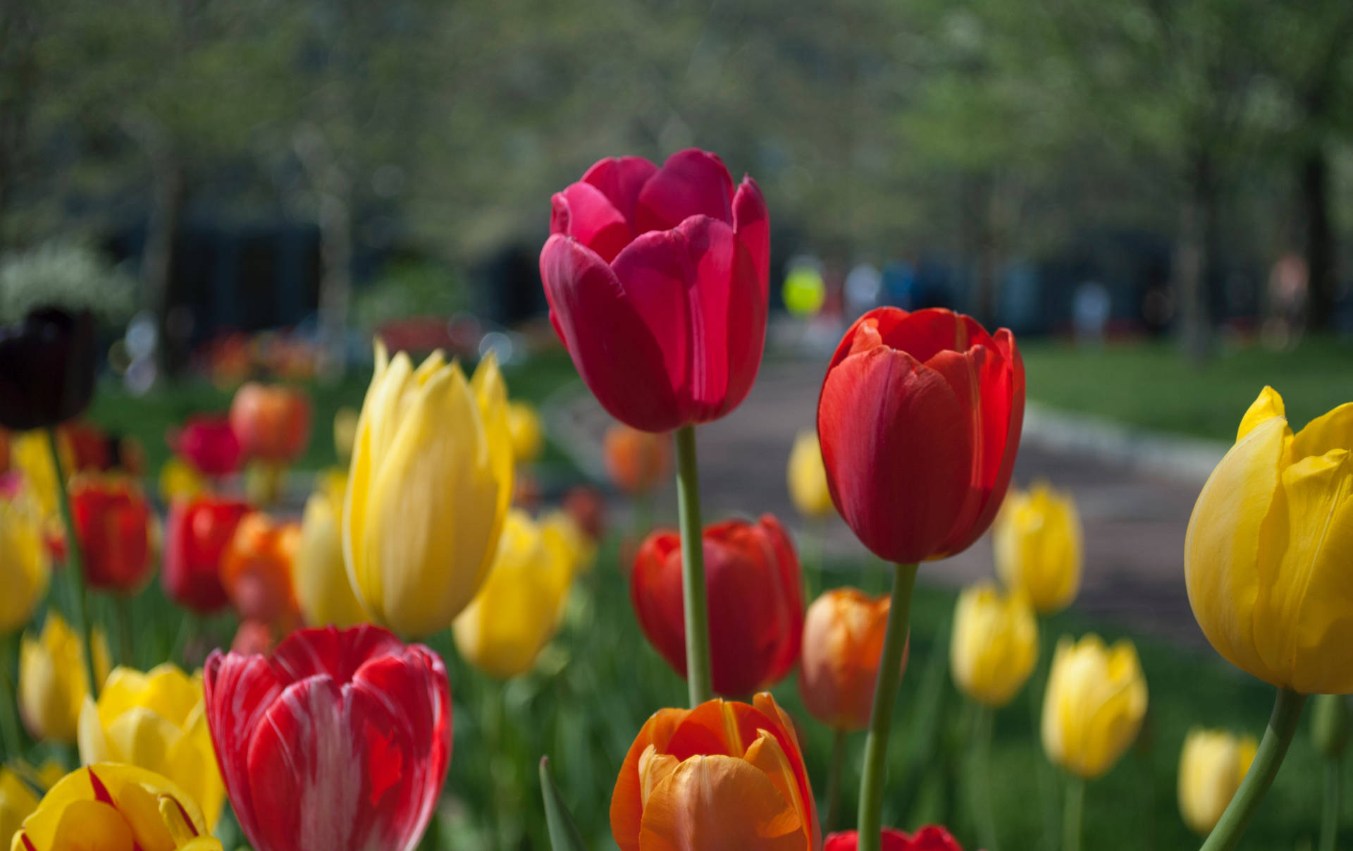Floresde Tulipa Vermelhas E Amarelas. Papel de Parede