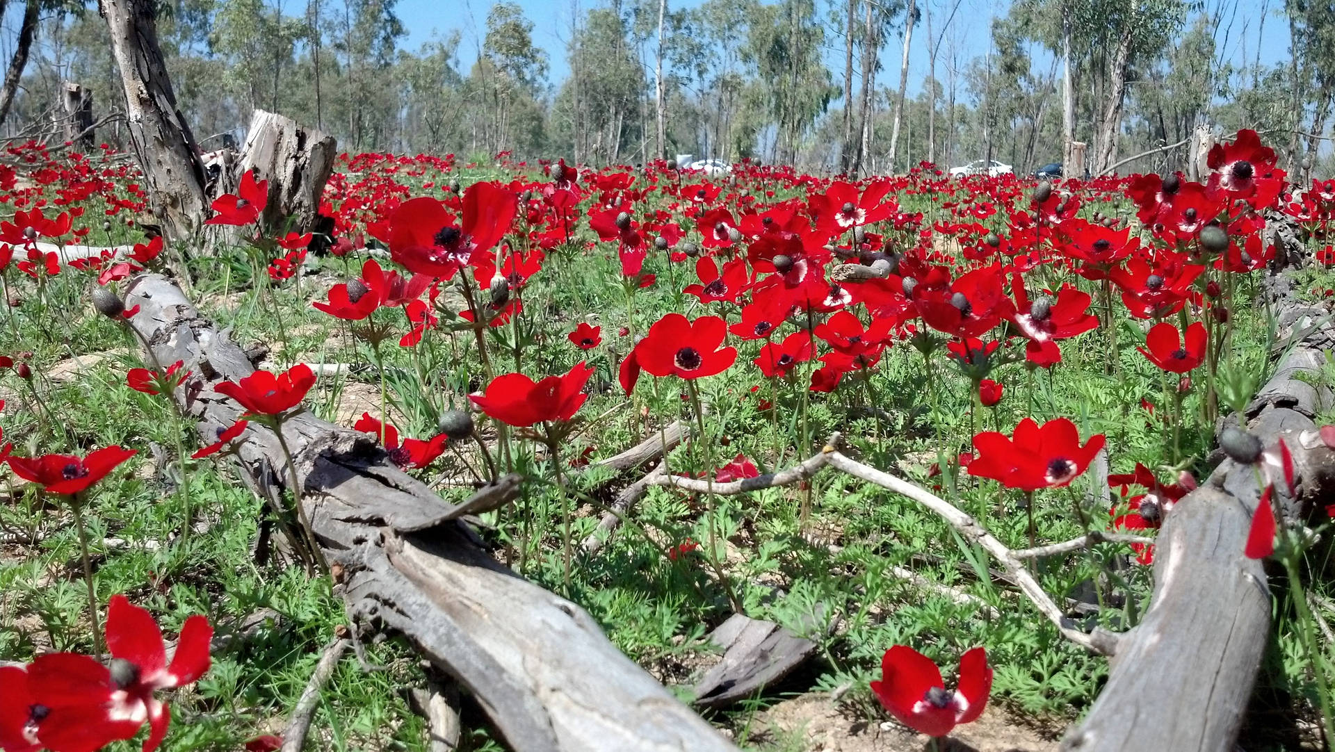 Red Anemone Flower Field Wallpaper