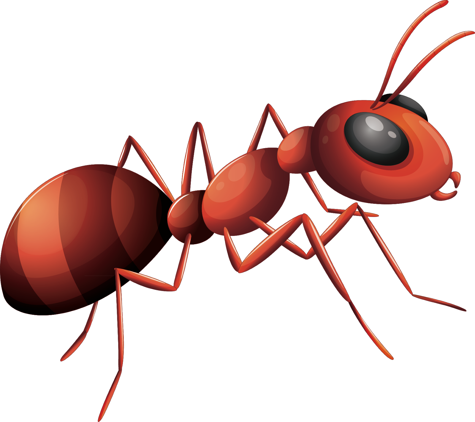 Red Ant Illustration PNG
