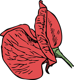 Red Anthurium Vector Illustration PNG